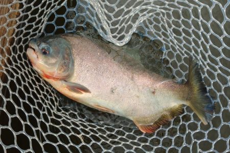 アマゾンの怪魚にチャレンジ！